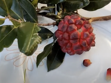 De pobre ela não tem nada: conheça os benefícios da pindaíba, fruta brasileira rica em antioxidantes e fibras