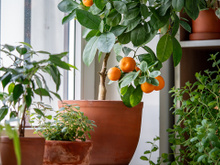 Não jogue fora as sementes depois de comer! 5 frutas que podem ser "cultivadas" em vasos, transformando sua varanda em um minipomar