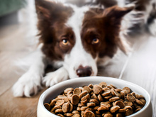 Nem dois, nem três dias: com que frequência você deve trocar a tigela de comida do seu animal de estimação