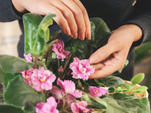Como consegui manter minhas plantas vivas de um jeito tão fácil que até meu filho de 4 anos consegue fazer