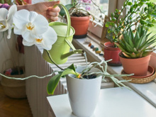 Basta regar uma vez por mês com 1 ingrediente de cozinha e suas orquídeas vão explodir flores