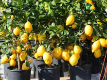 Se você tem um limoeiro em vaso, vamos te ensinar como cuidar dele para que dê frutos e cresça saudável