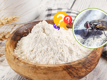 Farinha e óleo de insetos: alimentos feitos com a mosca-soldado-negra pode ser o futuro da alimentação, segundo cientistas