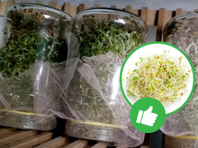 Como plantar alfafa: aprendi com uma mãe todos os passos para cultivar o broto de alfafa