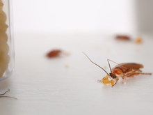 Nem nos armários, nem no ralo da pia: é neste lugar que as baratas se escondem na sua cozinha