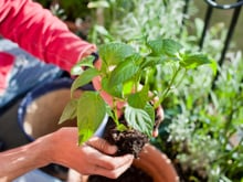 O melhor fertilizante para as suas plantas está na sua geladeira