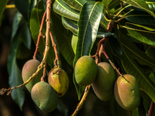 As chuvas atingiram as plantações de manga e colocaram em risco até 15% dos carregamentos de frutos frescos: abacates e mirtilos em alerta