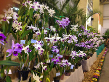 Tradicional Festas das Flores em Joinville promete diversão, bem estar e muitas cores em sua 83ª edição