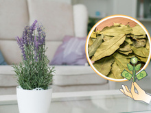 Pouca gente sabe o poder das folhas de louro na energia da casa segundo o Feng Shui