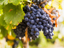 Benefícios da uva para controlar o açúcar no sangue: coma até 10 uvas por dia e veja o que acontece