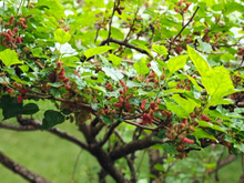 A árvore queridinha dos quintais brasileiros é essa espécie: rende frutos doces, boa sombra e folhas medicinais para o chá