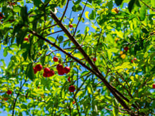 Todo brasileiro que tem espaço no quintal adora essa árvore: ela dá fruta o ano inteiro e as folhas fazem um chá delicioso