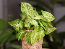 Nem suculentas, nem cactos: a planta fácil de cuidar que transforma a sua casa em um ambiente de personalidade e elegante