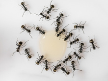 Truques para acabar com as formigas na cozinha