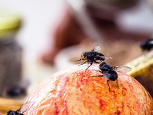 Adeus moscas na comida: o truque simples que mantém esses insetos bem longe da sua cozinha