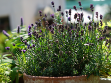 Entrar em casa e sentir esse cheirinho é mágico: veja como plantar lavanda para decorar o ambiente de um jeito fácil e cheiroso