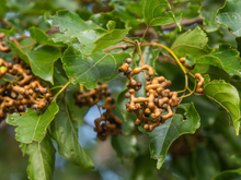 Pouca gente conhece, mas a uva-do-japão chama atenção pela facilidade de plantar no quintal e o sabor marcante