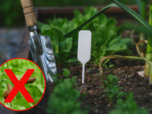 Como você pode fazer uma proteção contra lesmas que custará 0 centavos para proteger sua horta?