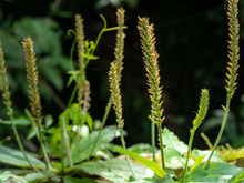 Ignorada por muitos por parecer com erva daninha, mas não para o TudoGostoso: essa planta possui benefícios para e respiração e cicatrização