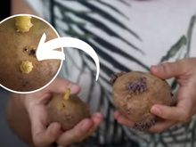 Vem plantar batata comigo: aqui estão os segredos para cultivar o tubérculo em casa (é diferente de batata-doce!)