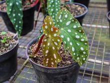 Begônia maculata: aqui estão as informações mais importantes para cultivar essa planta com pintinhas brancas nas folhas que deixam a sua casa muito charmosa