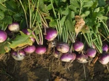 Pouco conhecido, esse vegetal é muito mais nutritivo que o espinafre e acelga e merece um lugar de destaque no seu cardápio