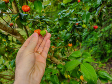 É do Brasil! Fruta da temporada protege o fígado, diminui o açúcar no sangue e ajuda na prevenção de infecções