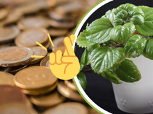 O truque pouco conhecido para transformar a sua planta do dinheiro em um verdadeiro amuleto verde