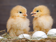 O que veio primeiro, a galinha ou o ovo? Cientistas acreditam que finalmente resolveram o antigo debate