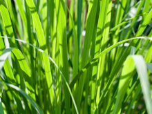 5 plantas medicinais e seus benefícios para a saúde: confira