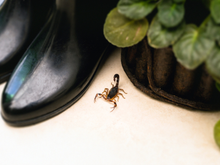 Esses são os locais em que os escorpiões podem se esconder na sua casa e você nem sabe