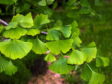 A planta milenar que fortalece o cérebro e a memória e você pode cultivar em casa