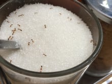 Qual a primeira coisa a fazer se você vir formigas em um pote de açúcar? Descubra qual é a recomendação e se ainda é seguro consumir