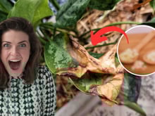 Plantas livres de pragas 365 dias por ano com este remédio caseiro usando apenas um tempero que todo mundo tem na cozinha