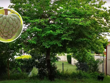 8 árvores frutíferas perfeitas para quem tem pouco espaço no quintal: plantas dão frutos deliciosos e deixam o ambiente lindo