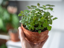 Nem lavanda, nem camomila: segundo a ciência, essa é a planta considerada um calmante natural para a mente e para o corpo