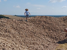 Um fazendeiro doa 500 toneladas de batatas para evitar que apodreçam e transforma seu campo em uma peregrinação para os necessitados e oportunistas