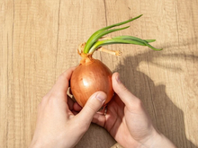Cebola com broto faz mal? Descubra quando é seguro comer e quando jogar fora