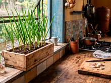 Como cultivar alho em casa: 5 dicas e truques do TudoGostoso para garantir uma colheita farta
