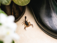 É por isso que escorpiões entravam na minha casa, mas desde que aprendi como evitá-los de verdade, nunca mais tive problemas