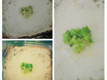 Torta de sardinha econômica