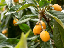 A fruta com propriedades anti-inflamatórias mais completas e que pode contribuir para a saúde do fígado