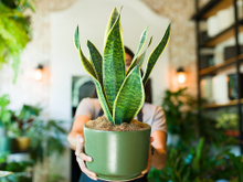 Xô mau-olhado! Essas são as 5 plantas que vão proteger sua casa contra a inveja e energia negativa