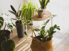 Não confunda sol com calor na hora de escolher a planta que vai decorar a sua casa