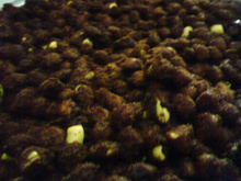 Amendoim crocante com chocolate