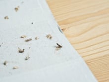 Por que as traças aparecem na sua casa? Veja motivos e como eliminá-las