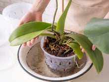 Nunca mais erre na hora de regar orquídeas: além da luminosidade, o uso certo da água é essencial para que floresçam esplendorosamente