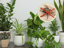 Muitas moscas na sua casa? Essas plantas podem ser ótimas aliadas para resolver o problema com esses insetos