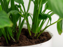 Colocar uma pequena quantidade de óleo junto ao caule das plantas: para que serve?