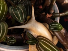 O que plantar no jardim na primavera para afastar as lesmas? O método dos jardineiros para mantê-las longe